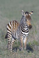 Young zebra standing in a field Fine Art Print