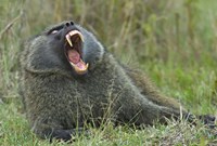 Close-up of an Olive baboon yawning, Lake Nakuru, Kenya (Papio anubis) Fine Art Print