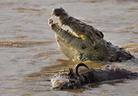 Nile crocodile with a dead wildebeest in a river, Masai Mara National Reserve, Kenya (Crocodylus niloticus) Fine Art Print