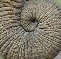 Close-up of an Elephant trunk, Ngorongoro Conservation Area, Arusha Region, Tanzania Fine Art Print