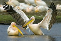 Two Great white pelicans wading in a lake, Lake Nakuru, Kenya (Pelecanus onocrotalus) Fine Art Print