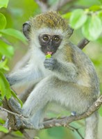 Vervet monkey sitting on a branch, Tarangire National Park, Arusha Region, Tanzania (Chlorocebus pygerythrus) Fine Art Print