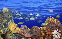 School of fish swimming near a reef Fine Art Print