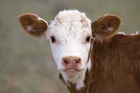 Calf Portrait Fine Art Print