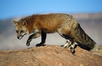 Red Fox On Hilltop Fine Art Print