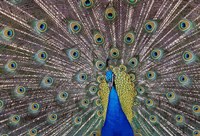 Peacock bird displaying feathers, portrait. Fine Art Print