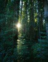 Low angle view of sunstar through redwood trees, Jedediah Smith Redwoods State Park, California, USA. by Panoramic Images - 19" x 24"