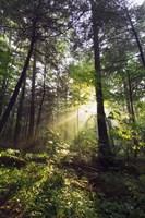 Sunbeams in dense forest, Great Smoky Mountains National Park, Tennessee, USA. Fine Art Print
