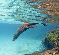 Galapagos sea lion (Zalophus wollebaeki) swimming underwater, Galapagos Islands, Ecuador Fine Art Print