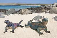 Two Marine iguanas (Amblyrhynchus cristatus) on sand, Galapagos Islands, Ecuador Fine Art Print