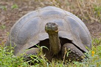Close-up of a Galapagos Giant tortoise (Geochelone elephantopus), Galapagos Islands, Ecuador Fine Art Print