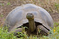 Close-up of a Galapagos Giant tortoise (Geochelone elephantopus), Galapagos Islands, Ecuador by Panoramic Images - 16" x 11"