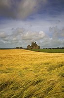 Cistercian Dunbrody Abbey (1182) beyond Barley Field, County Wexford, Ireland Fine Art Print
