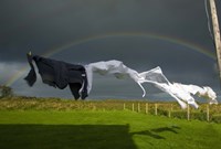 Rainbow, Stormy Sky and Clothes Line, Bunmahon, County Waterford, Ireland Fine Art Print