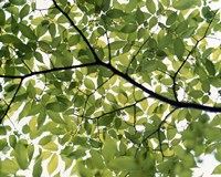 Backlit green tree branch Fine Art Print