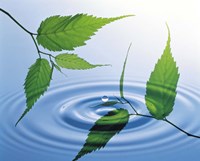 Two branches with green leaves floating above blue water ripples Fine Art Print