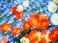 Kaleidoscopic flowers in blues, orange and white Fine Art Print