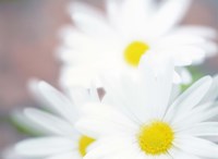 Close up of daisies with purple background Fine Art Print