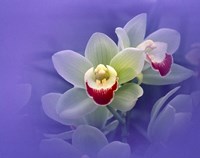 Waxy white orchids with fuchsia centers floating in purple water Fine Art Print