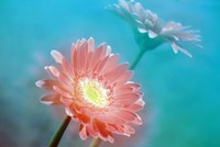 Close up of pink and lavender flowers Fine Art Print