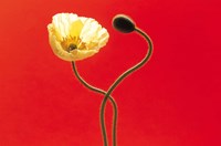 Close up cream poppy and seed pod on red background Fine Art Print