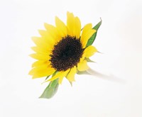 Close up of sunflower Fine Art Print