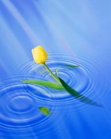 Single yellow tulip rising from water ripples Fine Art Print
