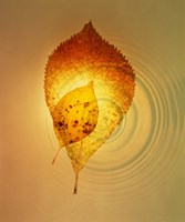 Superimposed amber leaves over circles with bright light Fine Art Print