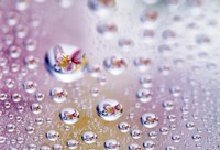 Close up of water droplets with flower reflected in centers Fine Art Print