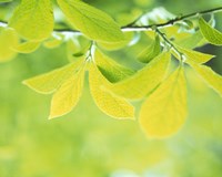 Lime Green Leaves Fine Art Print