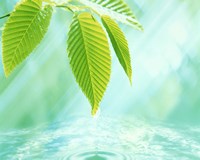 Selective focus close up of green leaves above water ripples in blue Fine Art Print
