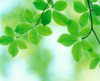 Selective focus close up of green leaves hanging from tree Fine Art Print