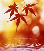 Selective focus of red leaves above water ripples Fine Art Print