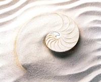 Shell spiraling into wavy sand pattern Fine Art Print