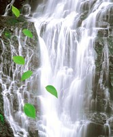 Green leaves cascading in front of waterfall Fine Art Print