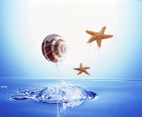 A shell and two starfish floating above bubbling water by Panoramic Images - 24" x 20"