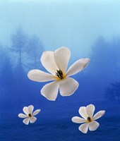Three white orchids floating in foggy blue sky with silhouette of trees in background Fine Art Print