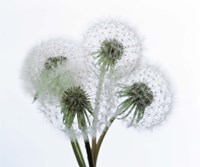 Close up of four dandelion heads in seed on stems Fine Art Print