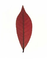 Close up of red leaf on white Fine Art Print