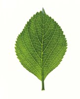 Close up of Green Leaf Fine Art Print