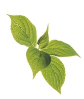 Close up of green leaves on pale green and white Fine Art Print