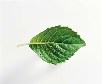 Horizontal Green Leaf on Light Grey Fine Art Print