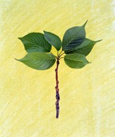 Close up of green leaves with brown branch on pale yellow Fine Art Print