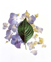 Close up of green leaf and lavender flower petals scattered on white Fine Art Print