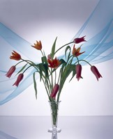 Long stemmed bouquet of dark pink tulips in a small vase draped with light blue sheer fabric Fine Art Print