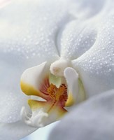 Close up of center of white orchid with yellow center Fine Art Print