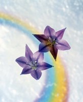 Two violet flower on white blue and yellow background Fine Art Print
