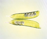 Two transparent pea pods with yellow green background Fine Art Print