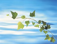 Green vine floating in blue water Fine Art Print