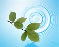 Twig with green leaves above perfect water circles Fine Art Print
